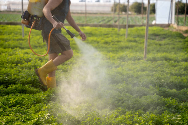 Best Pest Inspection Near Me  in Oronoco, MN